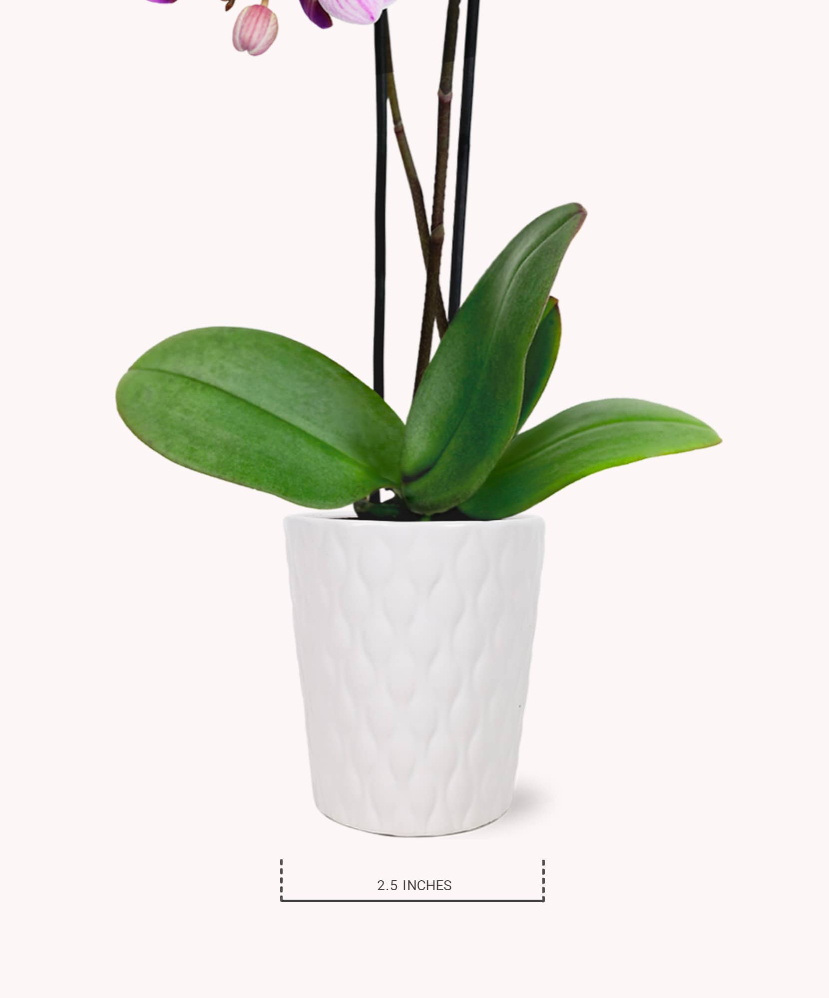 Elegant potted orchid with lush green leaves in a modern white ceramic pot.