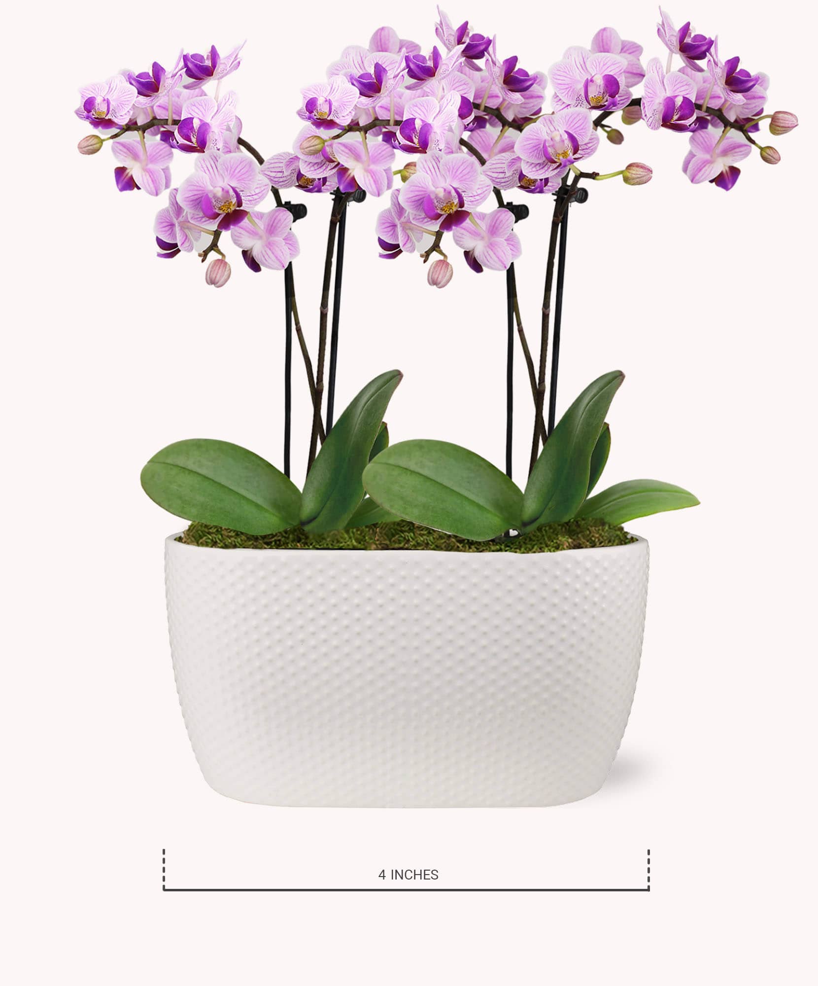 Elegant white pot with vibrant purple orchids and lush green leaves, adding beauty to any space.