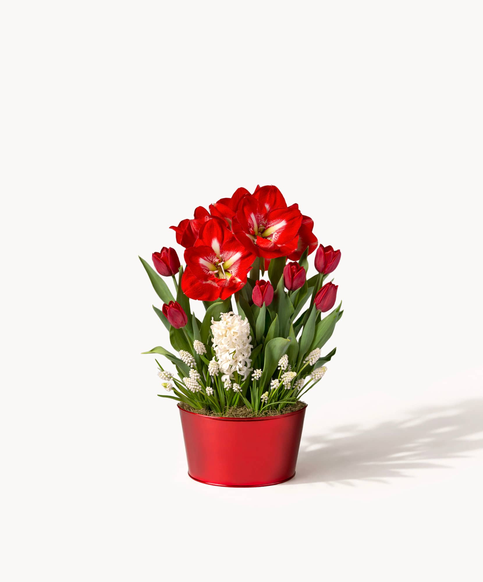 Vibrant red amaryllis and tulips in a stylish red pot, perfect for seasonal decor.