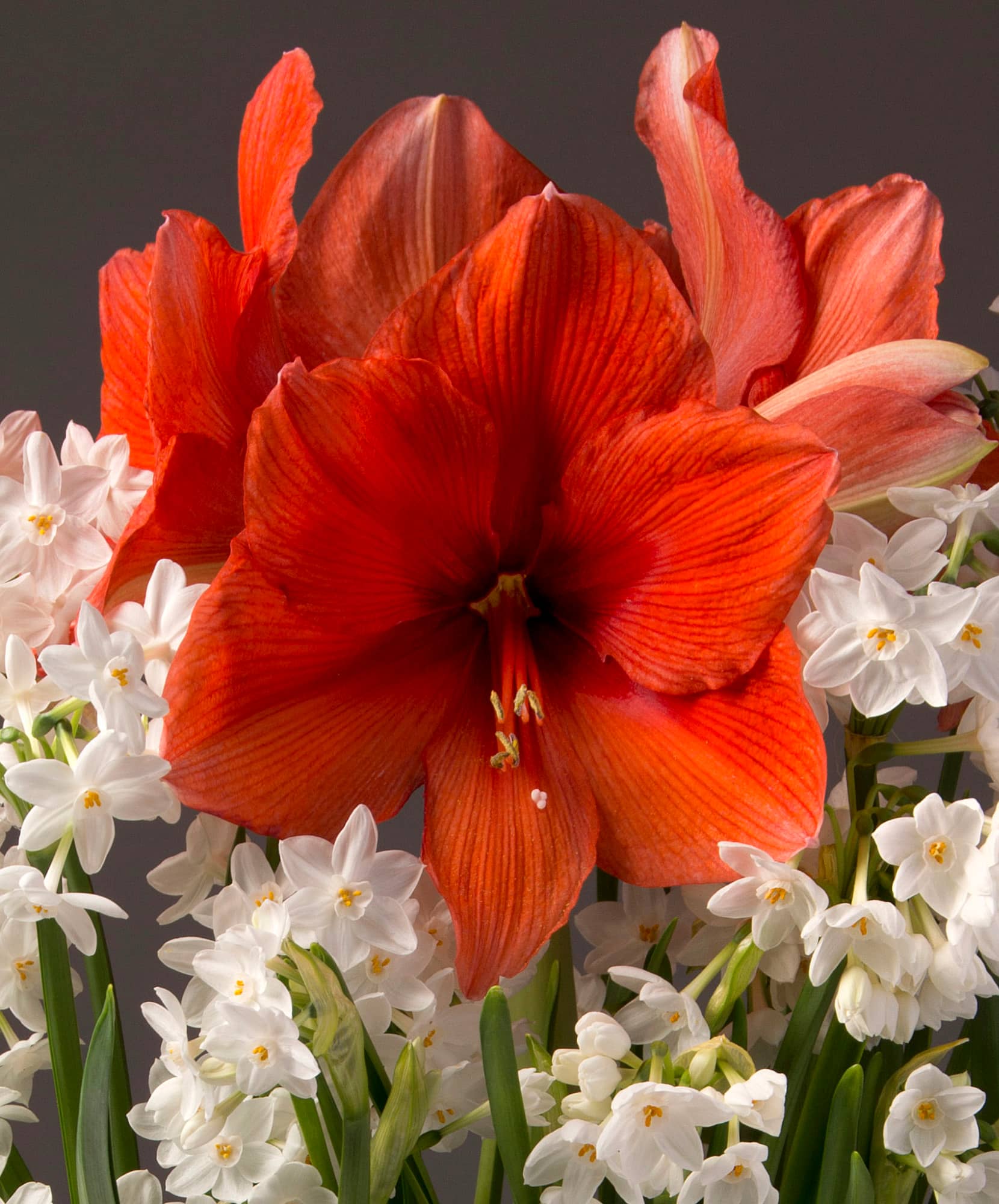 Vibrant red amaryllis blooms surrounded by delicate white narcissus flowers.