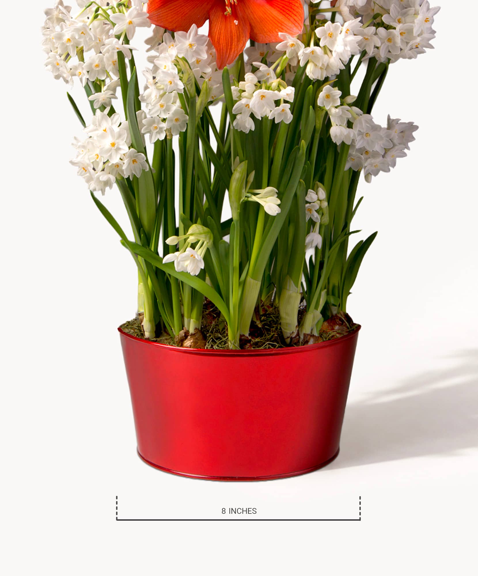 Vibrant indoor plant arrangement with white flowers and bold red amaryllis in a red pot.