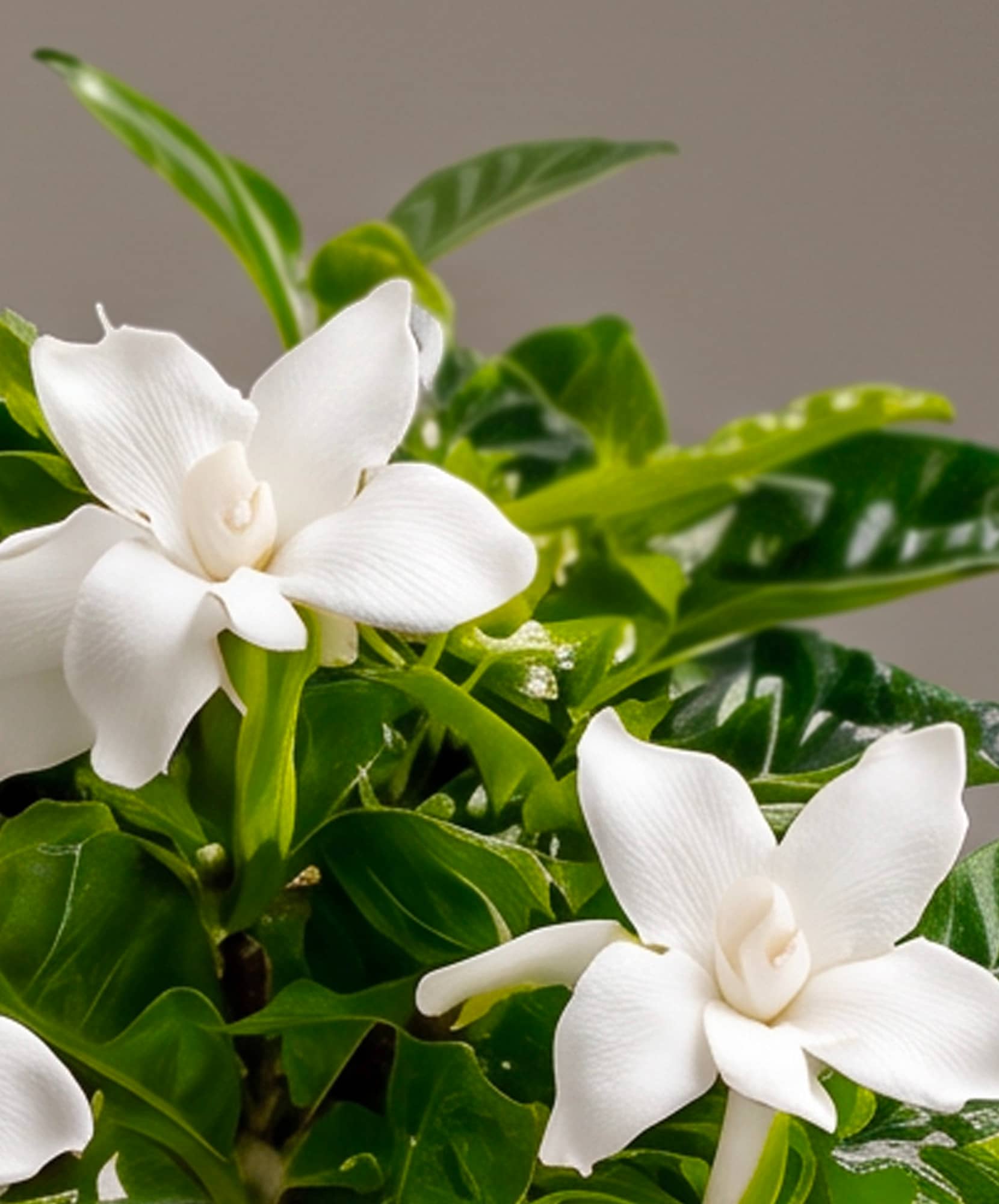 Elegant white orchids amidst lush green leaves, perfect for enhancing any space.