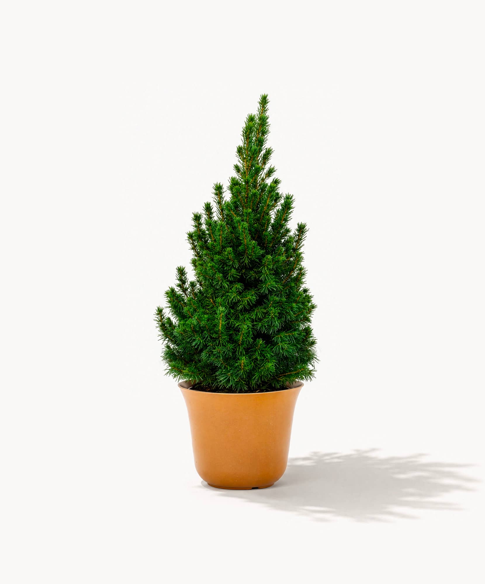 Miniature evergreen tree in a terracotta pot, ideal for home decor and holiday settings.