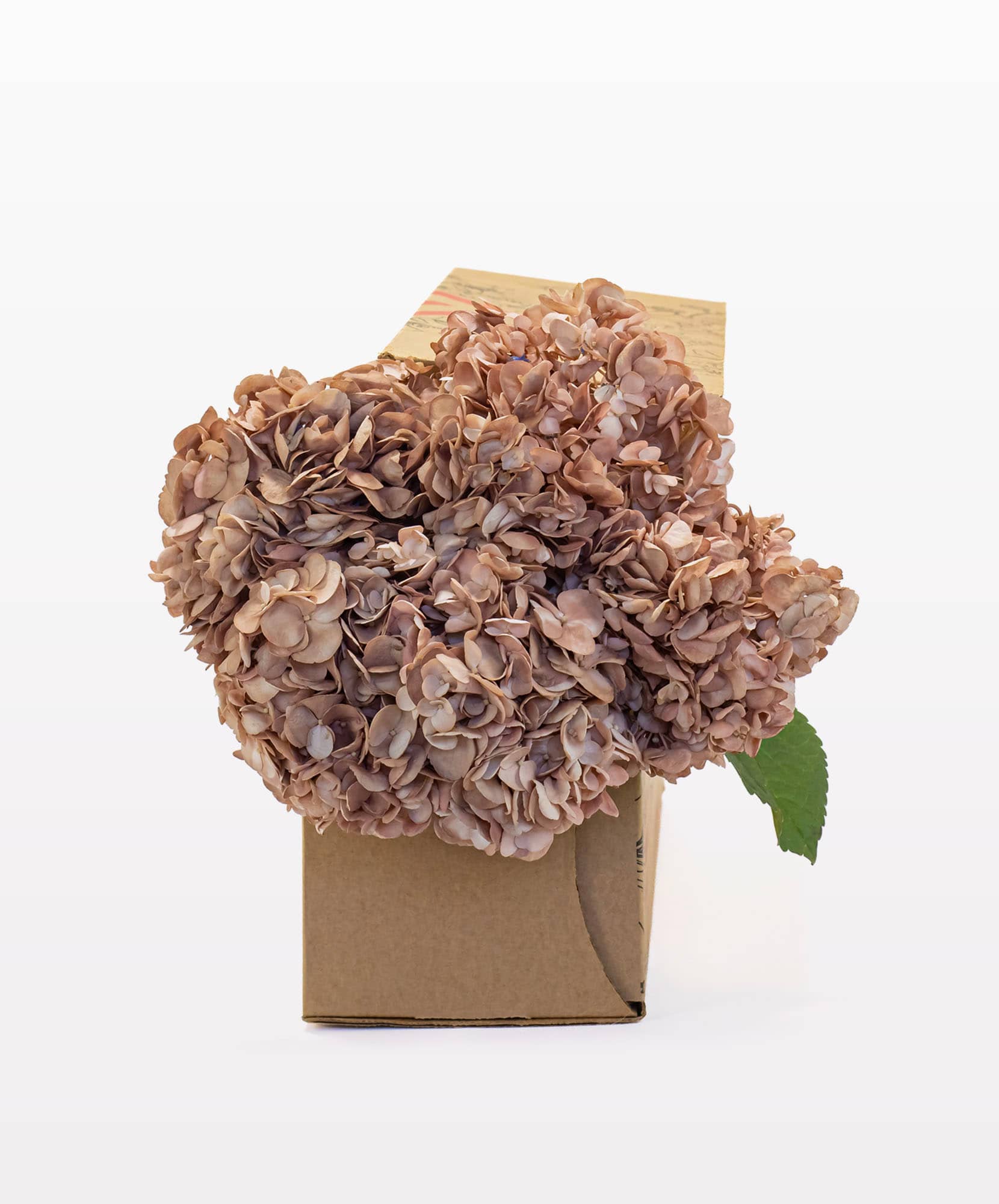 A delicate arrangement of dried hydrangeas in soft brown hues, elegantly packaged in a box.